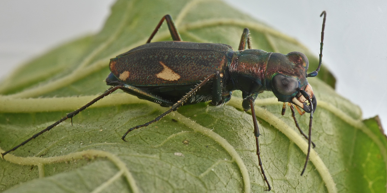 Carabidae: Cylindera germanica?  Sì !